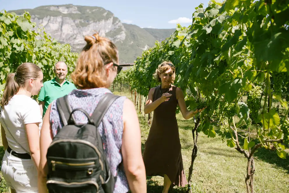 Teroldego Vineyard Tour with 3 Wines Tasting in Mezzocorona - Touraround