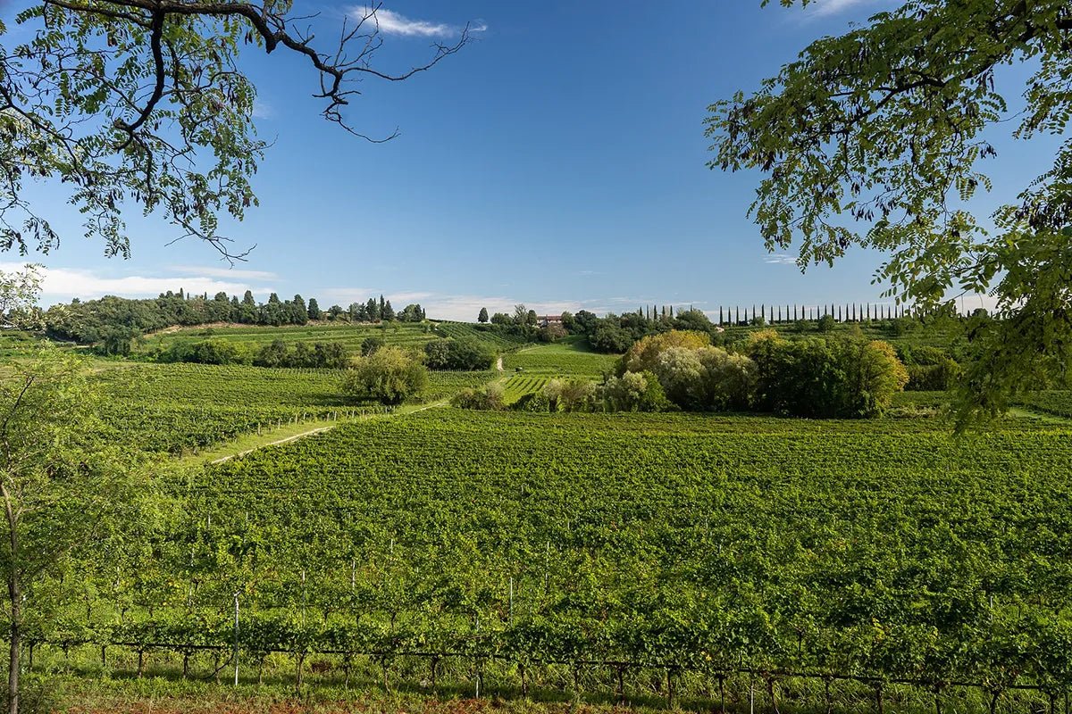 Tour and tasting of 3 organic wines near Custoza - Wine Tasting - Touraround