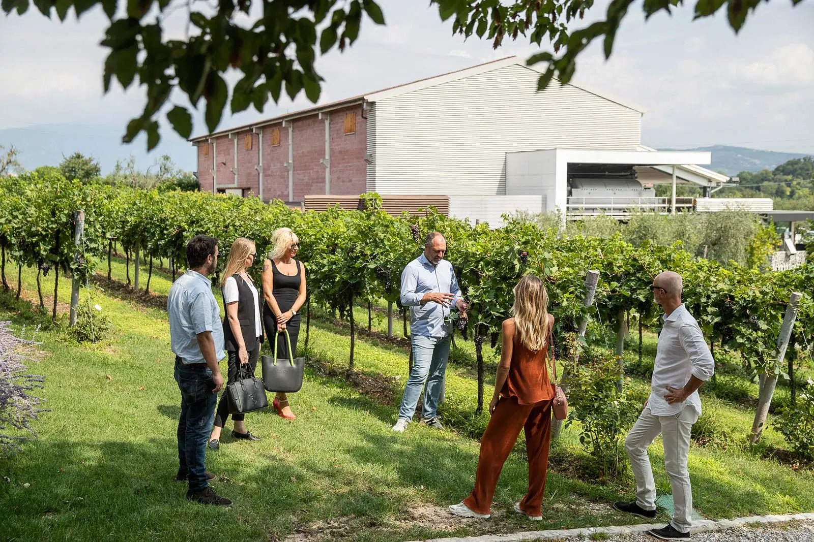 Tour and Tasting of Organic Wines in Lazise - Wine Tasting - Touraround