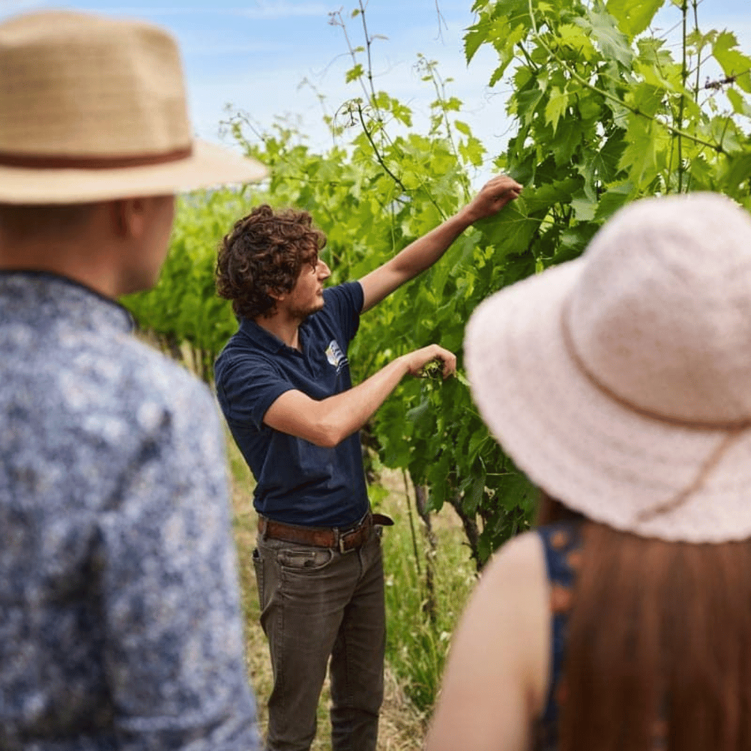 Urbino: Boutique Winery Visit & 5 Organic Wine Tastings - Wine Tasting - Touraround