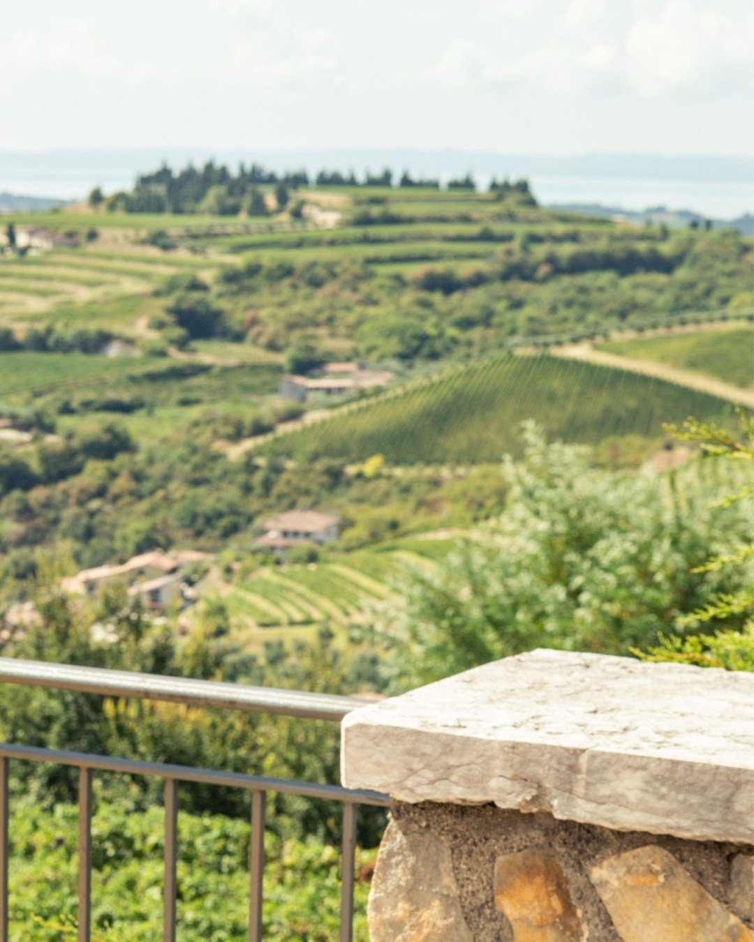 Valpolicella Natural Wines Tasting with Food Pairings - Wine Tasting - Touraround