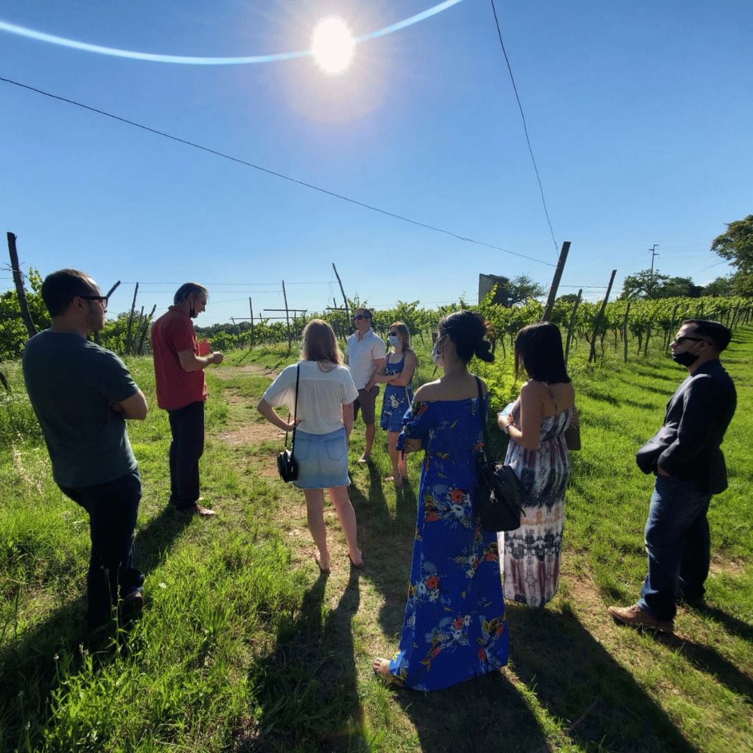Vicenza: Vineyard Walk &amp; Wine Tasting in the Berici Hills - Wine Tasting - Touraround