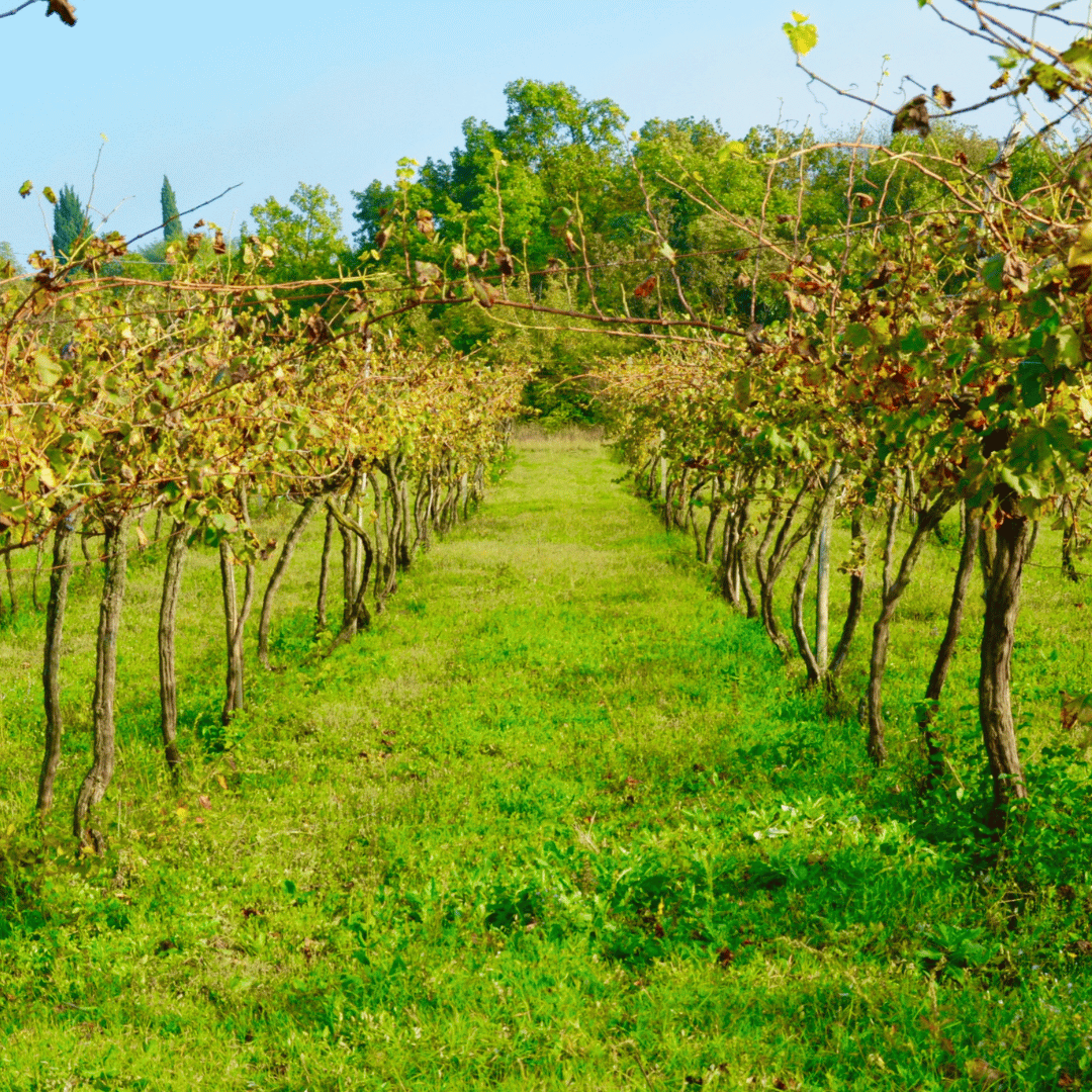 Vicenza: Vineyard Walk & Wine Tasting in the Berici Hills - Wine Tasting - Touraround