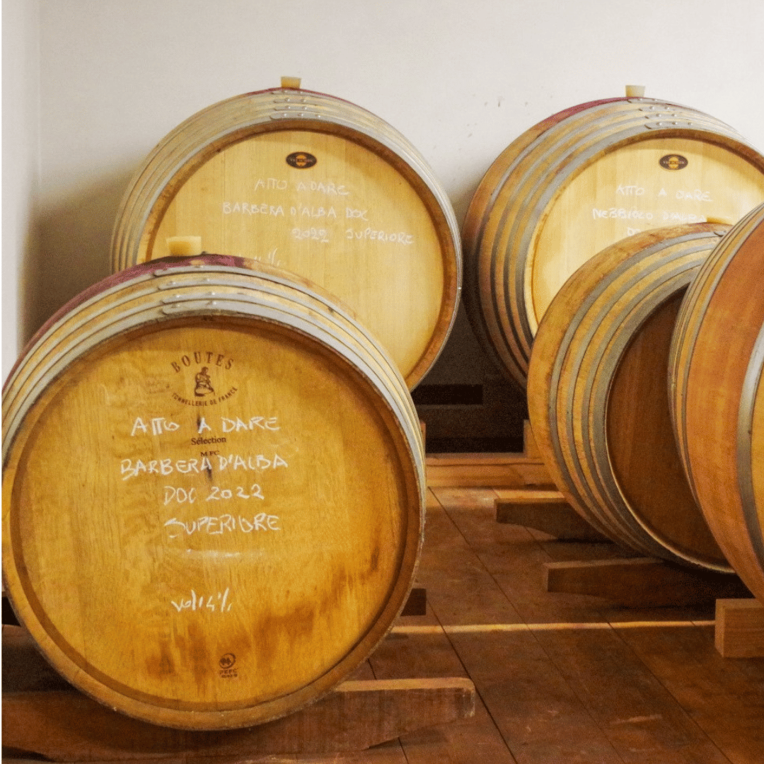 Wine Tasting and Food Parings in Langhe and near Alba - Wine Tasting - Touraround