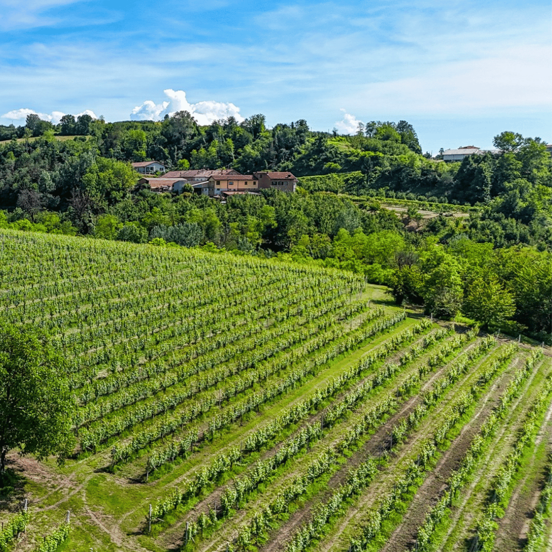 Wine Tasting and Food Parings in Langhe and near Alba - Wine Tasting - Touraround