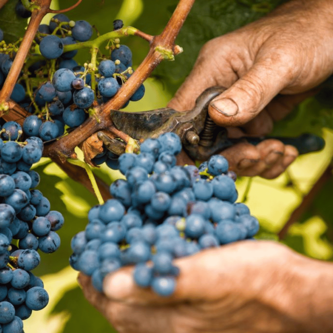 Wine Tasting and Food Parings in Langhe and near Alba - Wine Tasting - Touraround