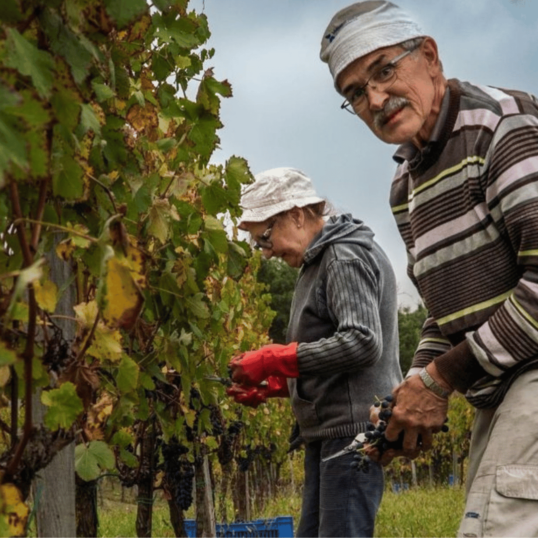 Wine Tasting and Winery Visit near Asti and Turin - Wine Tasting - Touraround