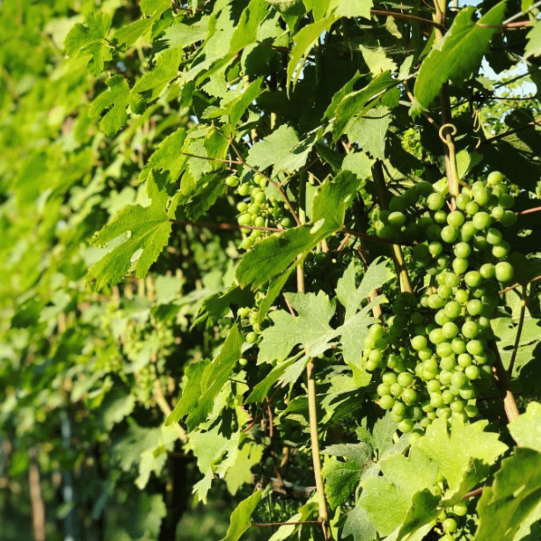 Wine Tasting and Winery Visit near Asti and Turin - Wine Tasting - Touraround