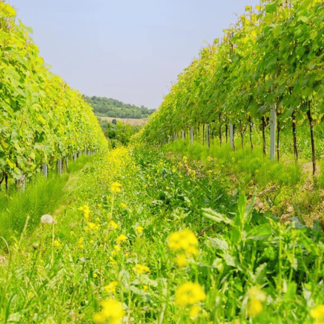 Wine Tasting and Winery Visit near Asti and Turin - Wine Tasting - Touraround