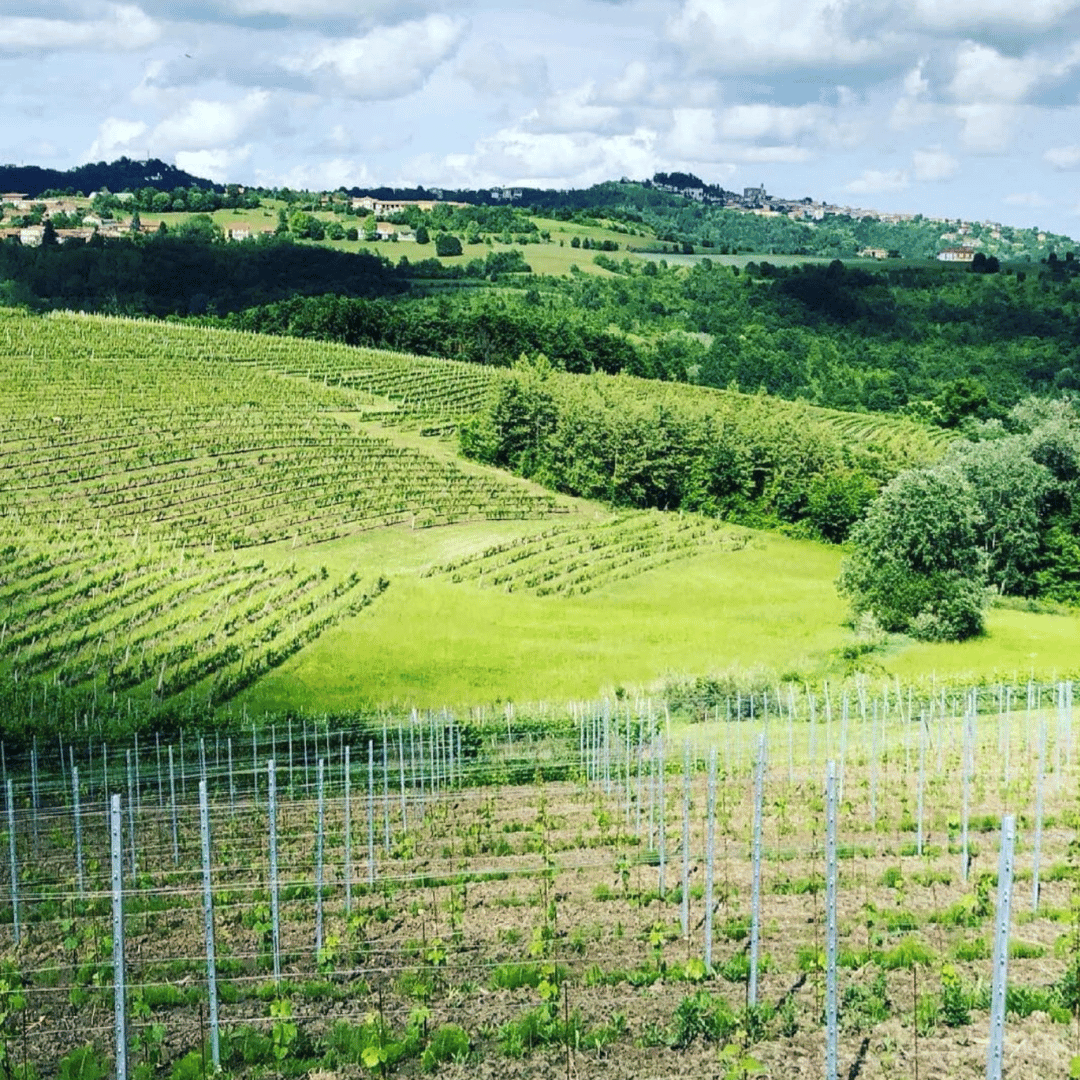 Wine Tasting and Winery Visit near Asti and Turin - Wine Tasting - Touraround
