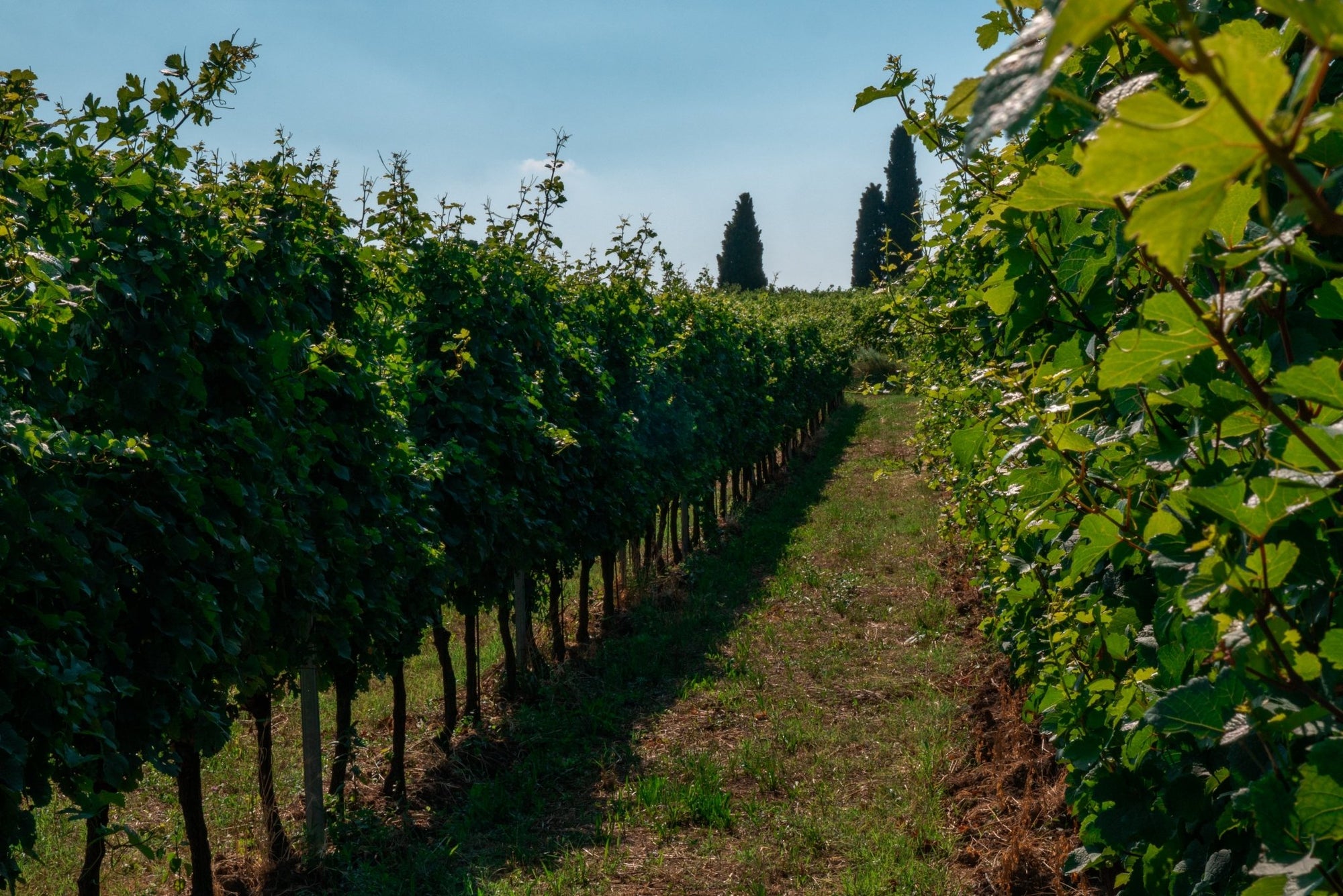 Wine Tasting with cellar tour near Verona and Lake Garda - Wine Tasting - Touraround