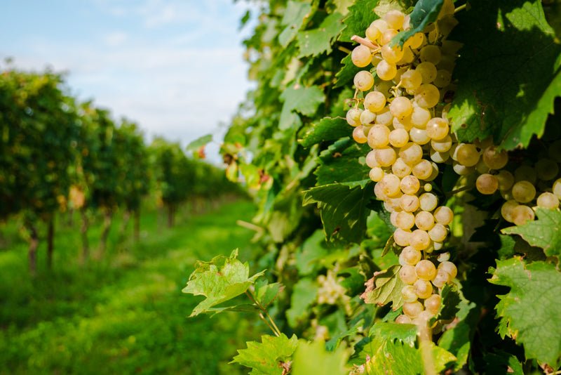 Wine Tasting with cellar tour near Verona and Lake Garda - Wine Tasting - Touraround