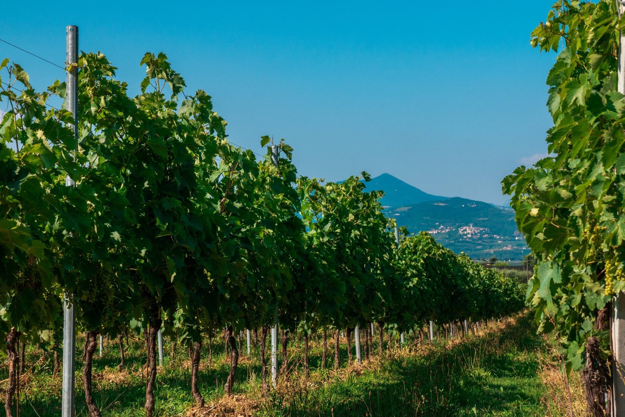Wine Tasting with cellar tour near Verona and Lake Garda - Wine Tasting - Touraround