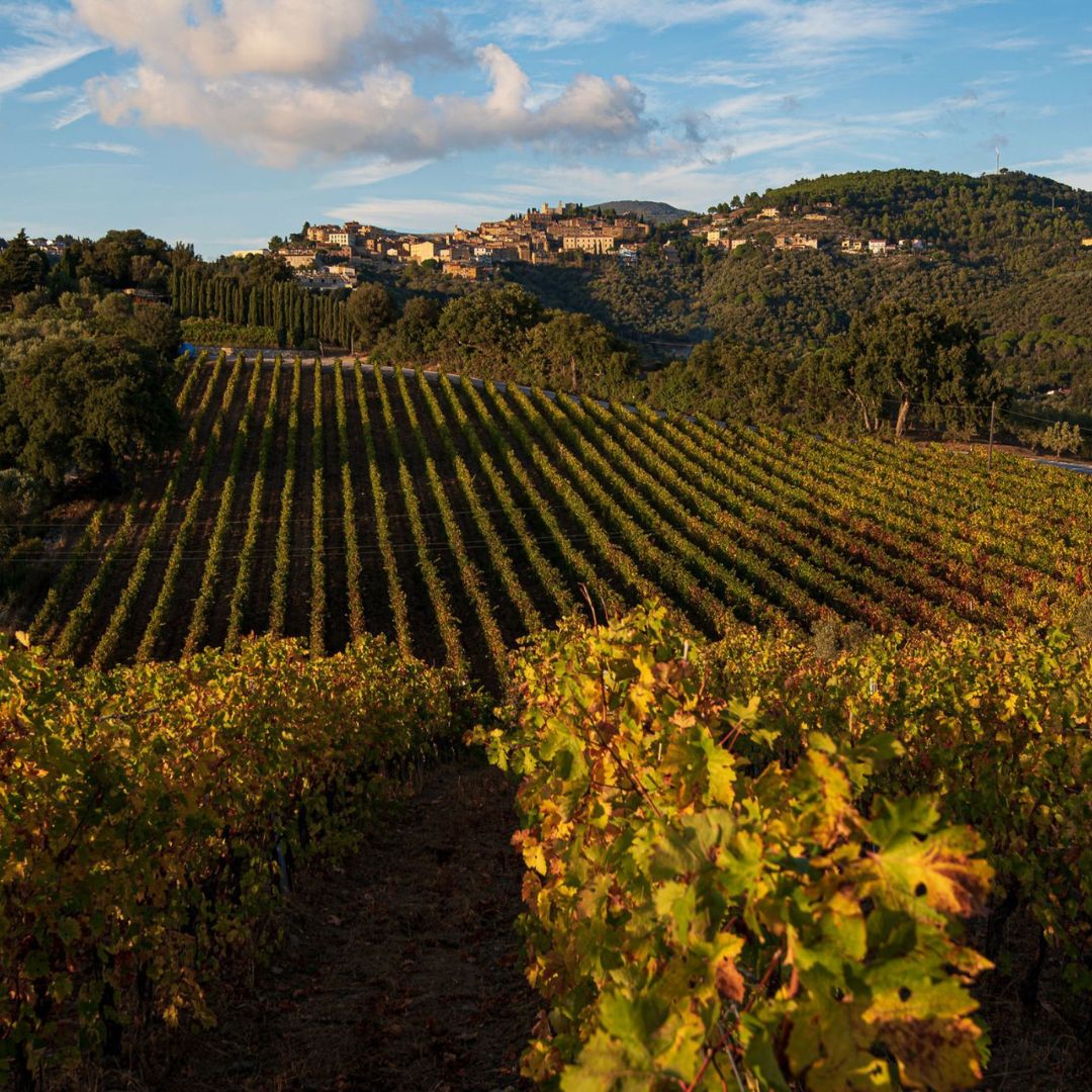 Wine Tasting with Local Food Pairing near Livorno - Wine Tasting - Touraround