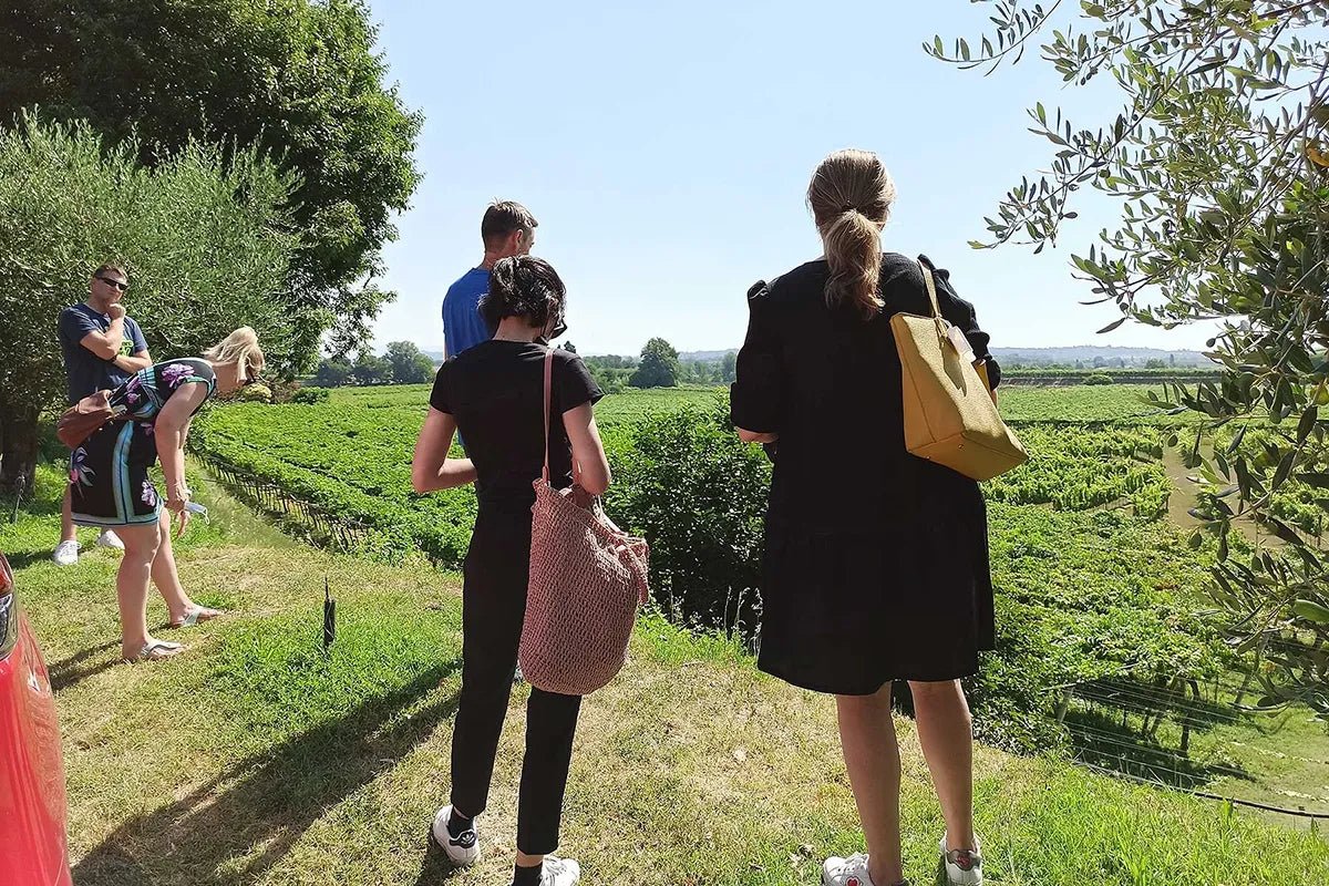 Winery Tour and Tasting of Garda Wines in Lazise - Wine Tasting - Touraround