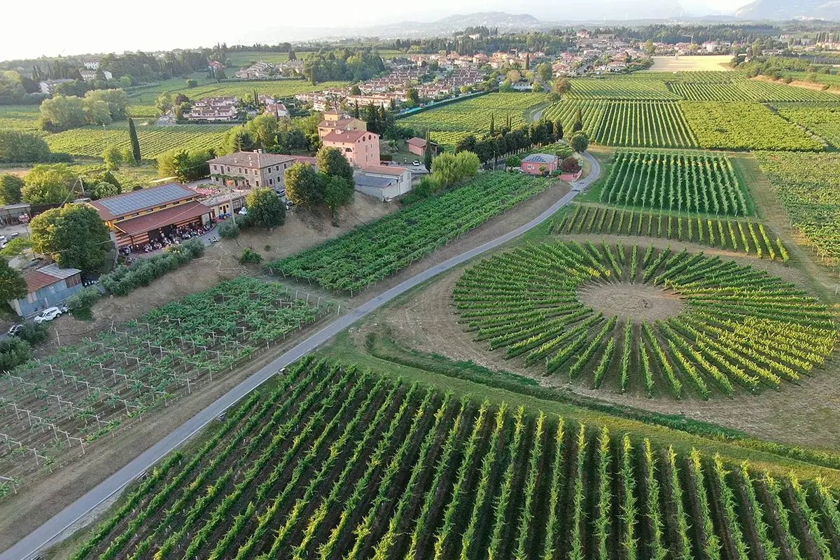Winery Tour and Tasting of Garda Wines in Lazise - Wine Tasting - Touraround