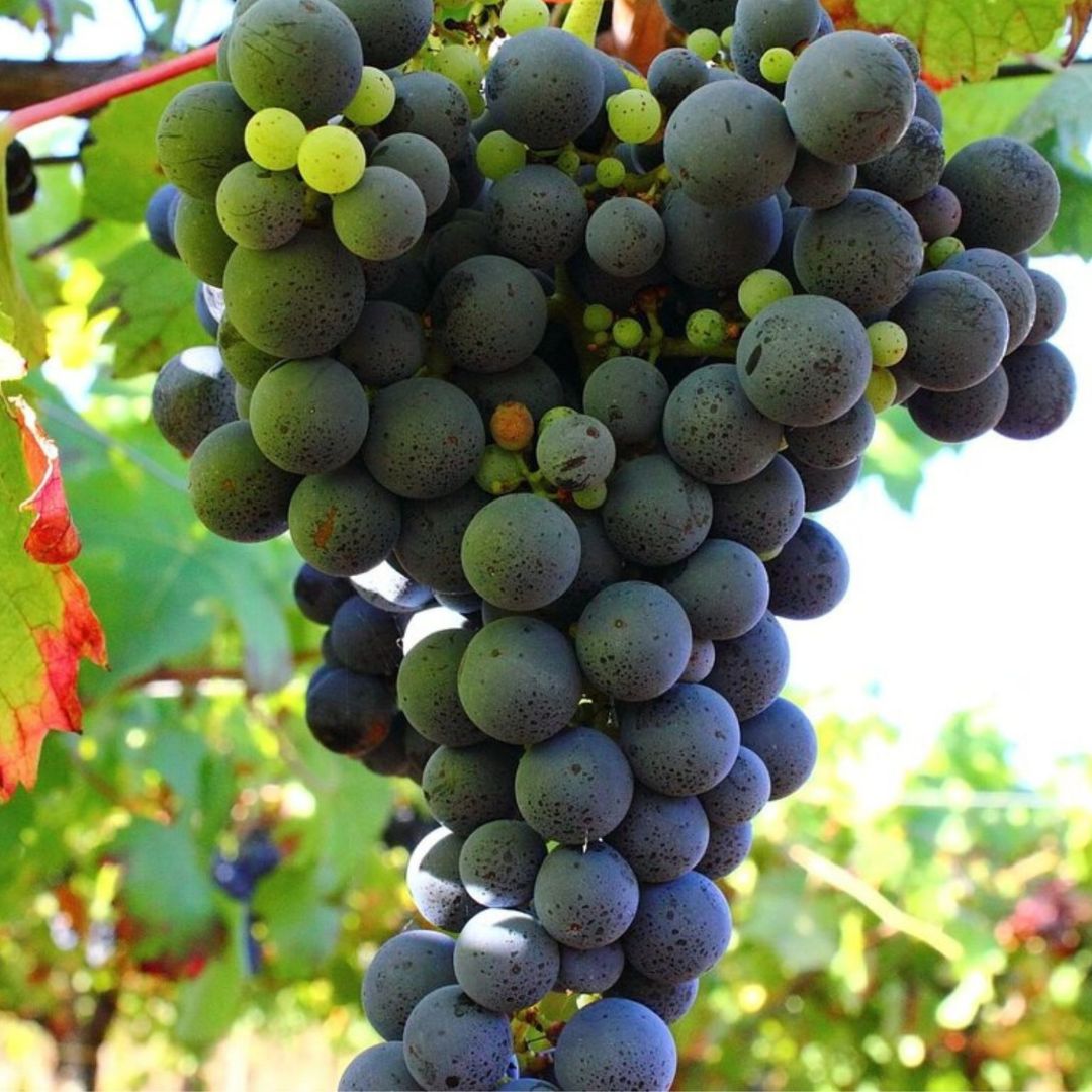 Winery Tour and Wine Tasting with Food at Roman Castles - Wine Tasting - Touraround