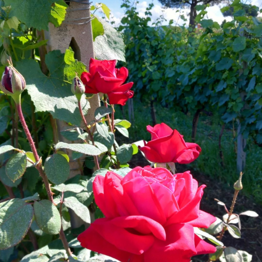 Winery Tour and Wine Tasting with Food at Roman Castles - Wine Tasting - Touraround