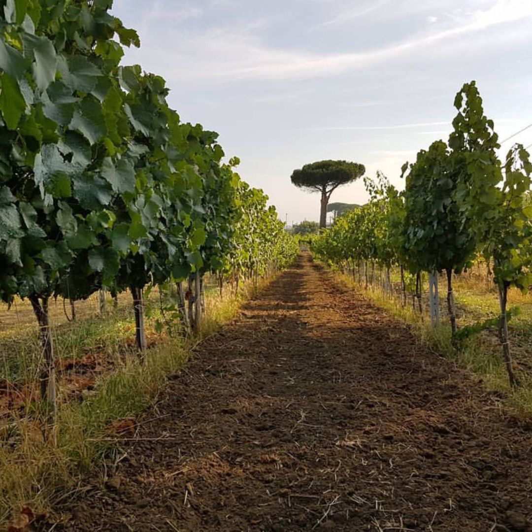 Winery Tour and Wine Tasting with Food at Roman Castles - Wine Tasting - Touraround