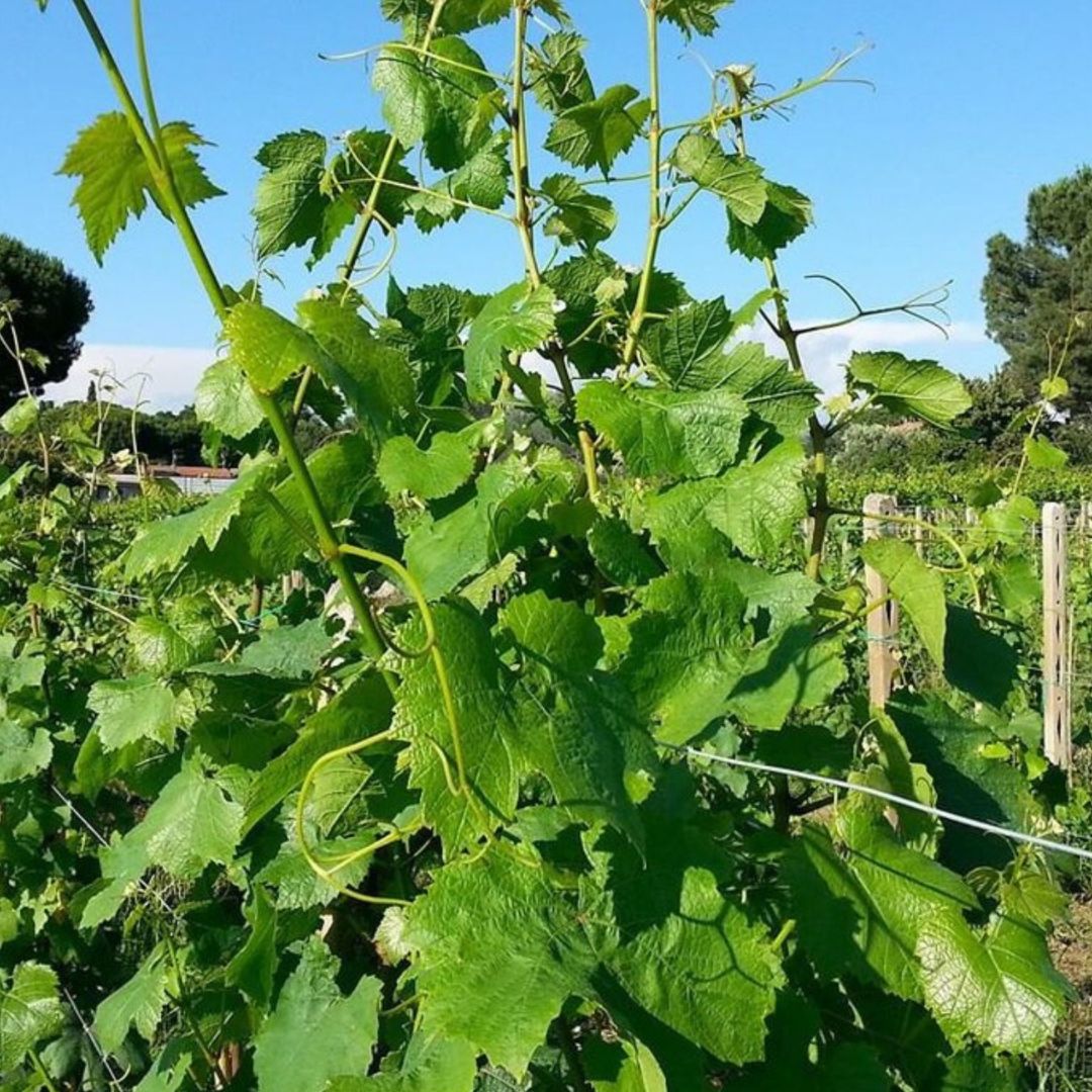 Winery Tour and Wine Tasting with Food at Roman Castles - Wine Tasting - Touraround
