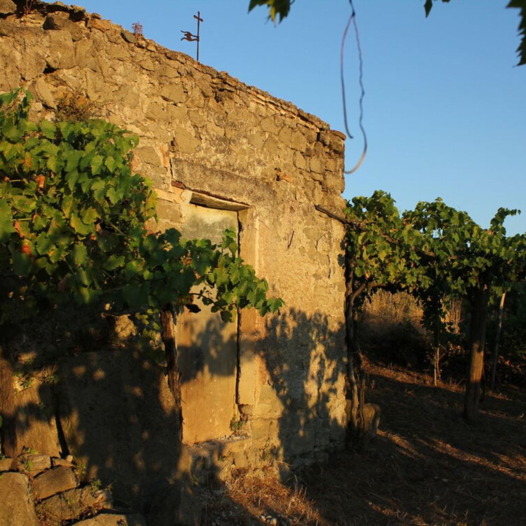 Winery Tour and Wine Tasting with Food at Roman Castles - Wine Tasting - Touraround