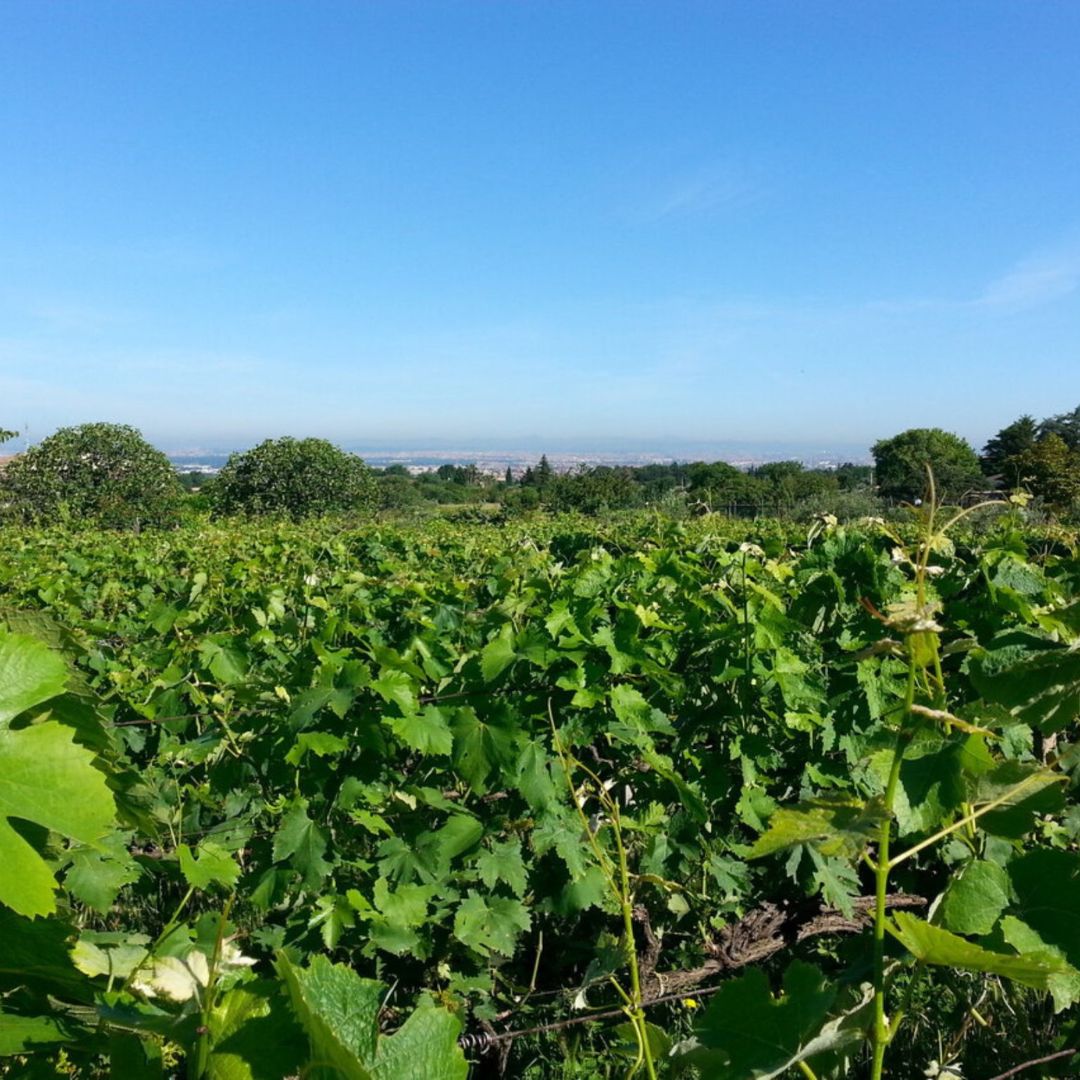 Winery Tour and Wine Tasting with Food at Roman Castles - Wine Tasting - Touraround
