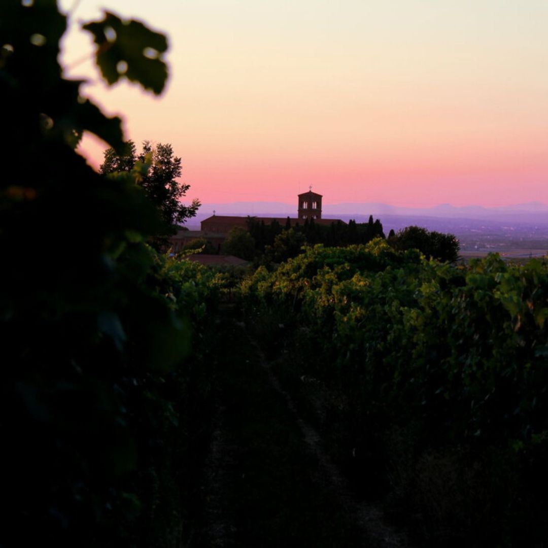 Winery Tour and Wine Tasting with Food at Roman Castles - Wine Tasting - Touraround