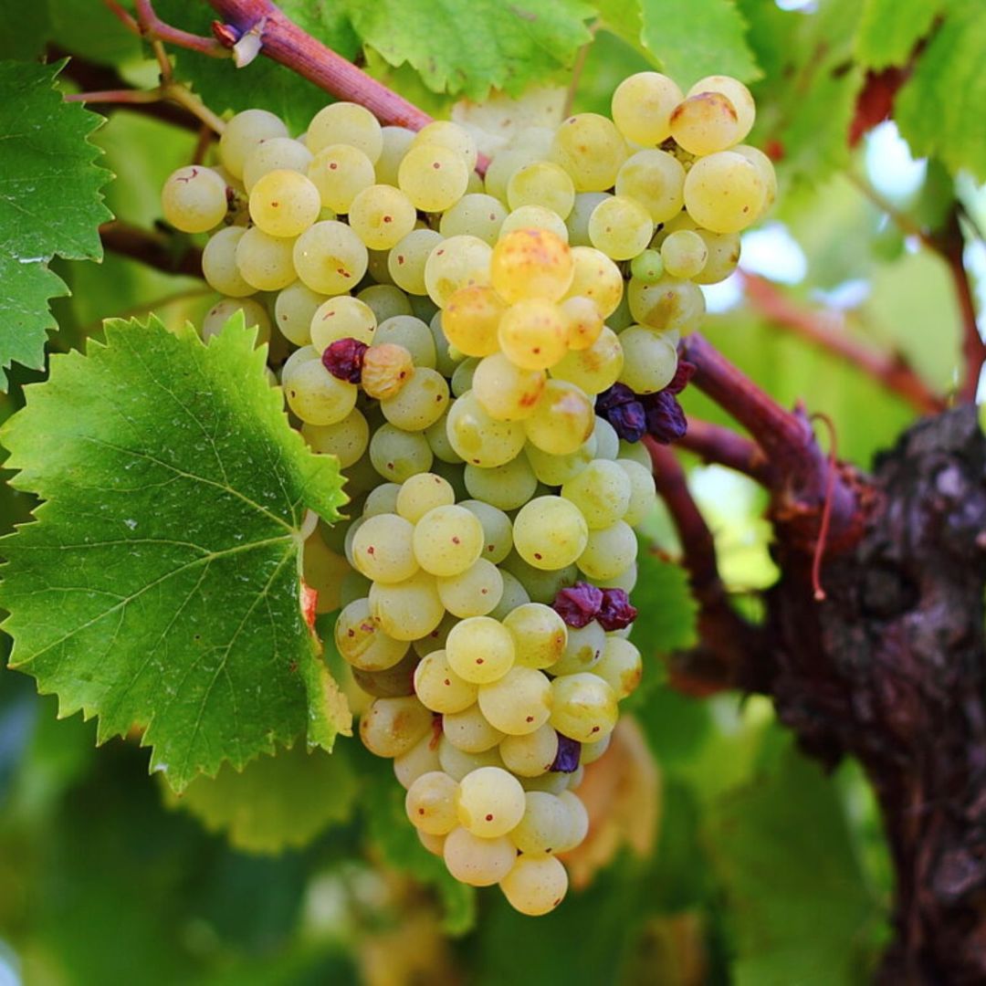Winery Tour and Wine Tasting with Food at Roman Castles - Wine Tasting - Touraround