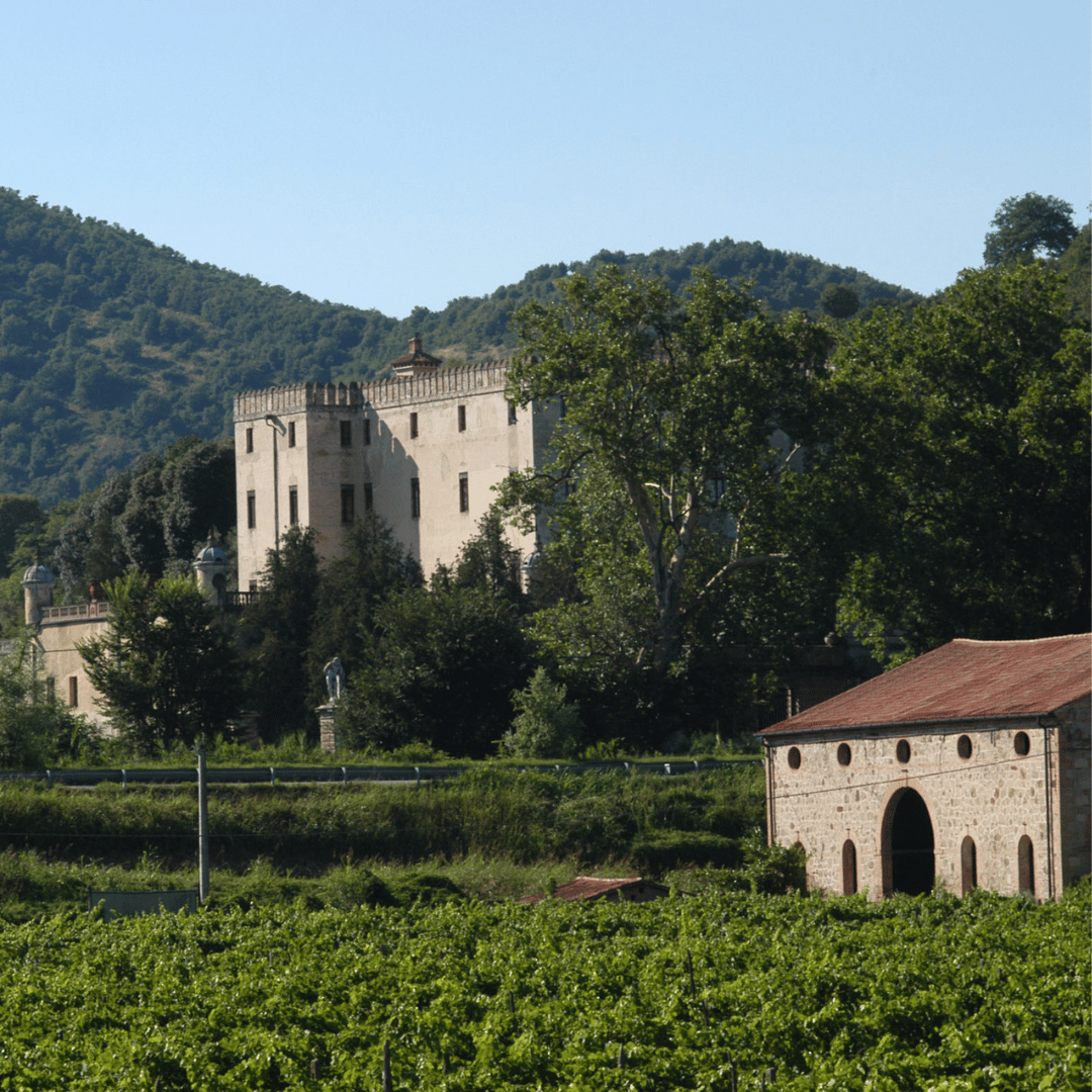 Winery Tour &amp; Tasting on Padova Hills - Wine Tasting - Touraround