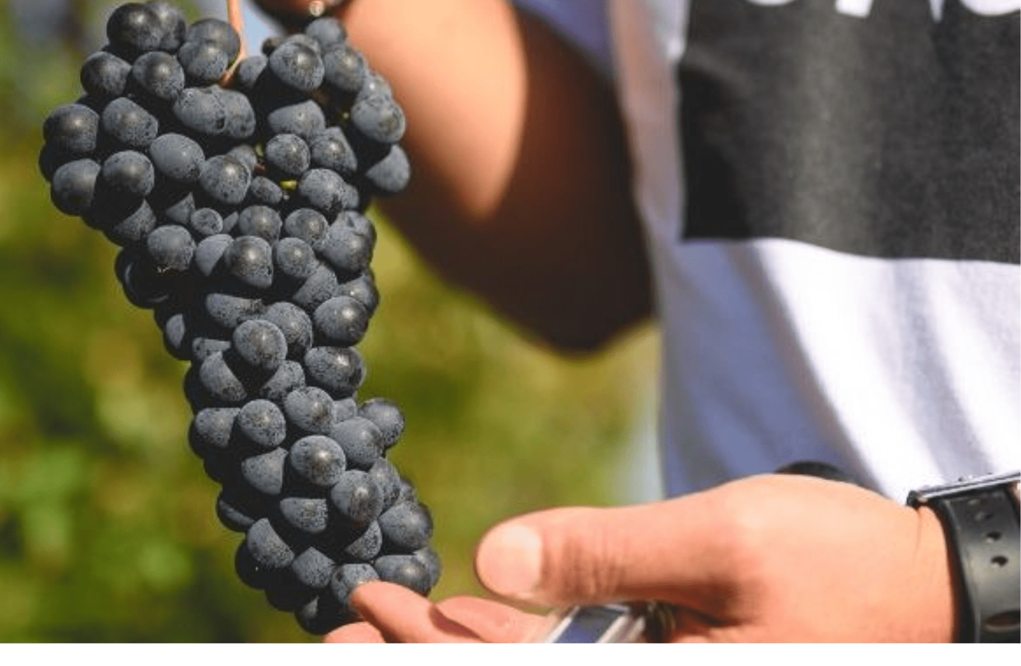Winery Visit on Parma Hills &amp; Wine Tasting with Food Platter - Wine Tasting - Touraround