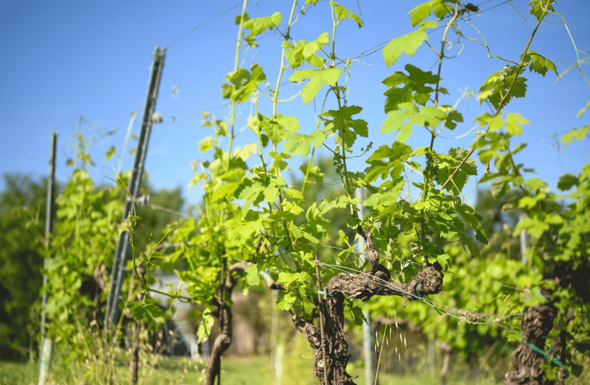 Winery Visit on Parma Hills &amp; Wine Tasting with Food Platter - Wine Tasting - Touraround