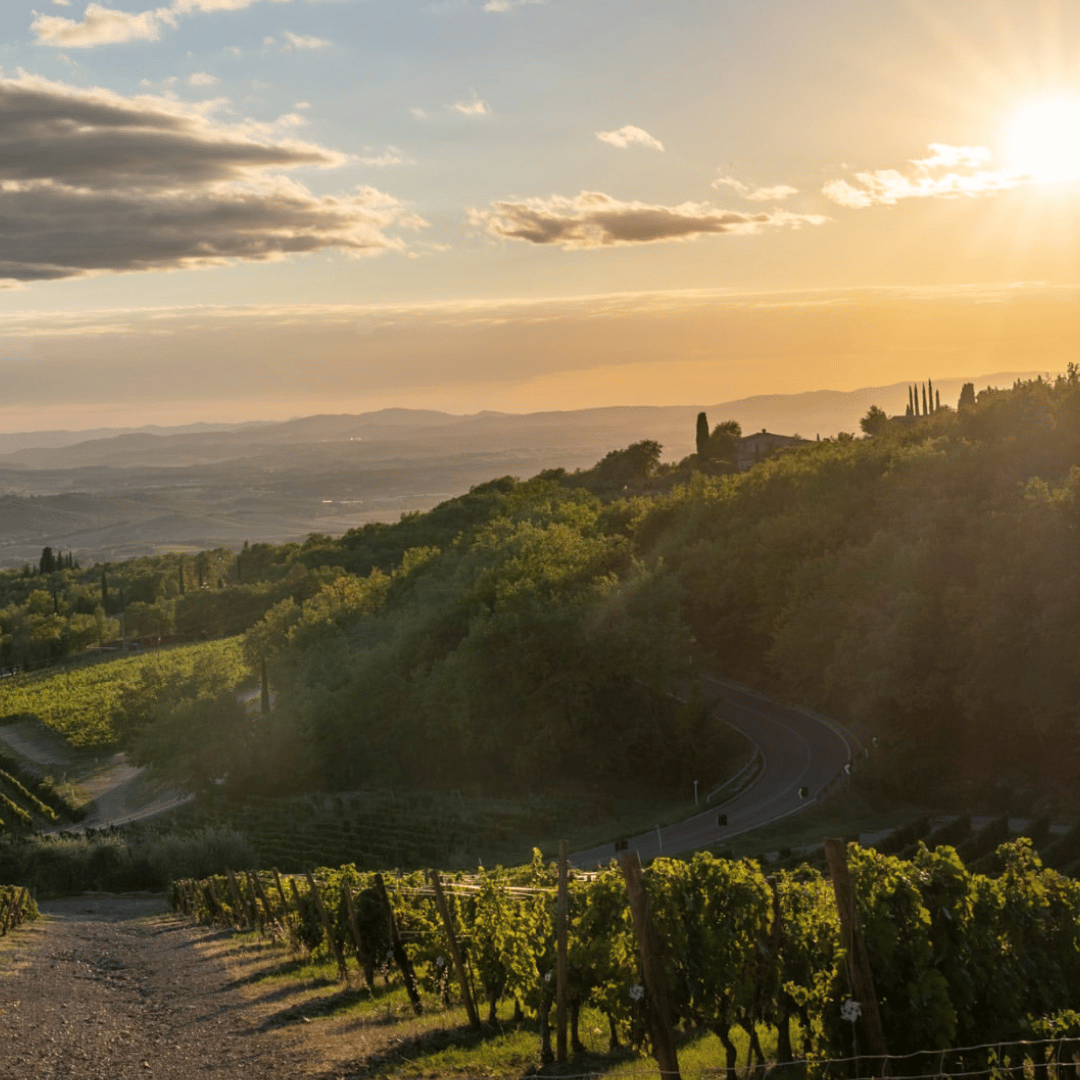 Winery Visit & Tasting near Grosseto with 6 wines - Wine Tasting - Touraround
