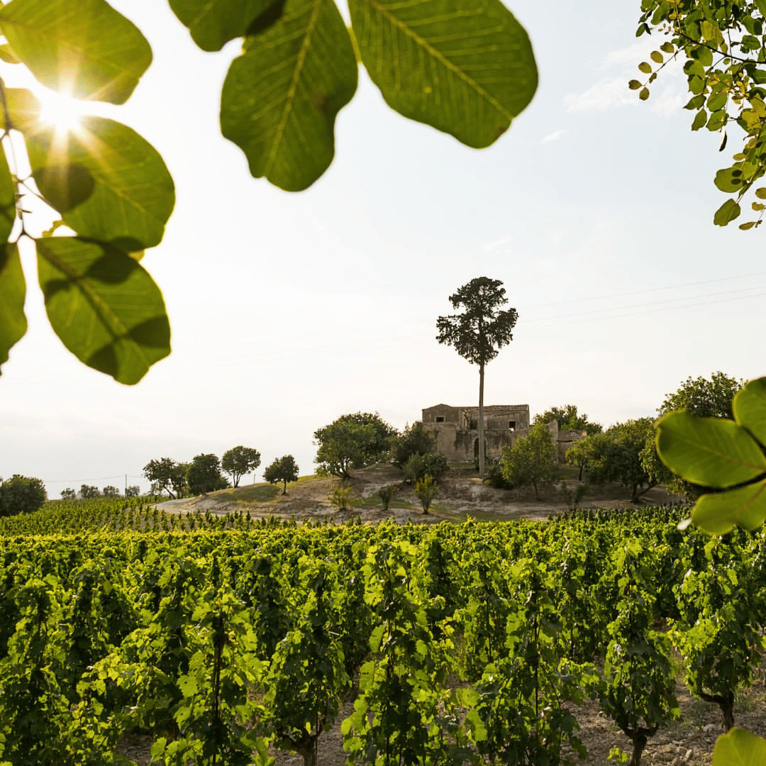 Winery Visit &amp; Tasting near Grosseto with 6 wines - Wine Tasting - Touraround